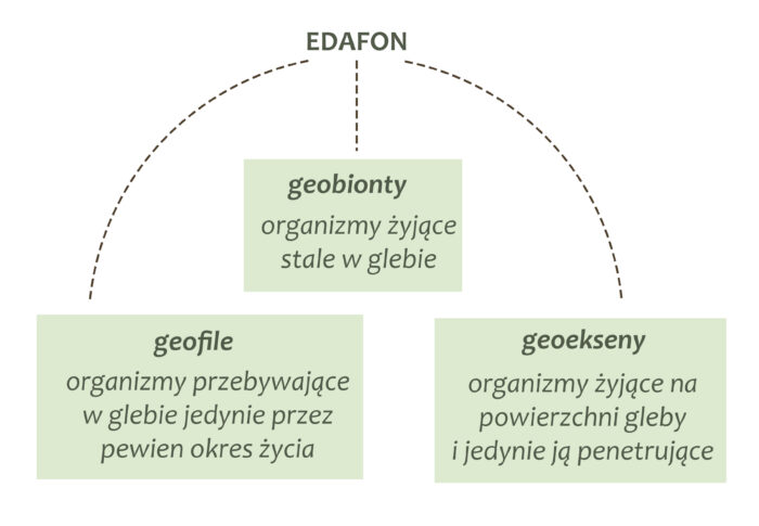 Na jakie grupy dzielimy Edafon