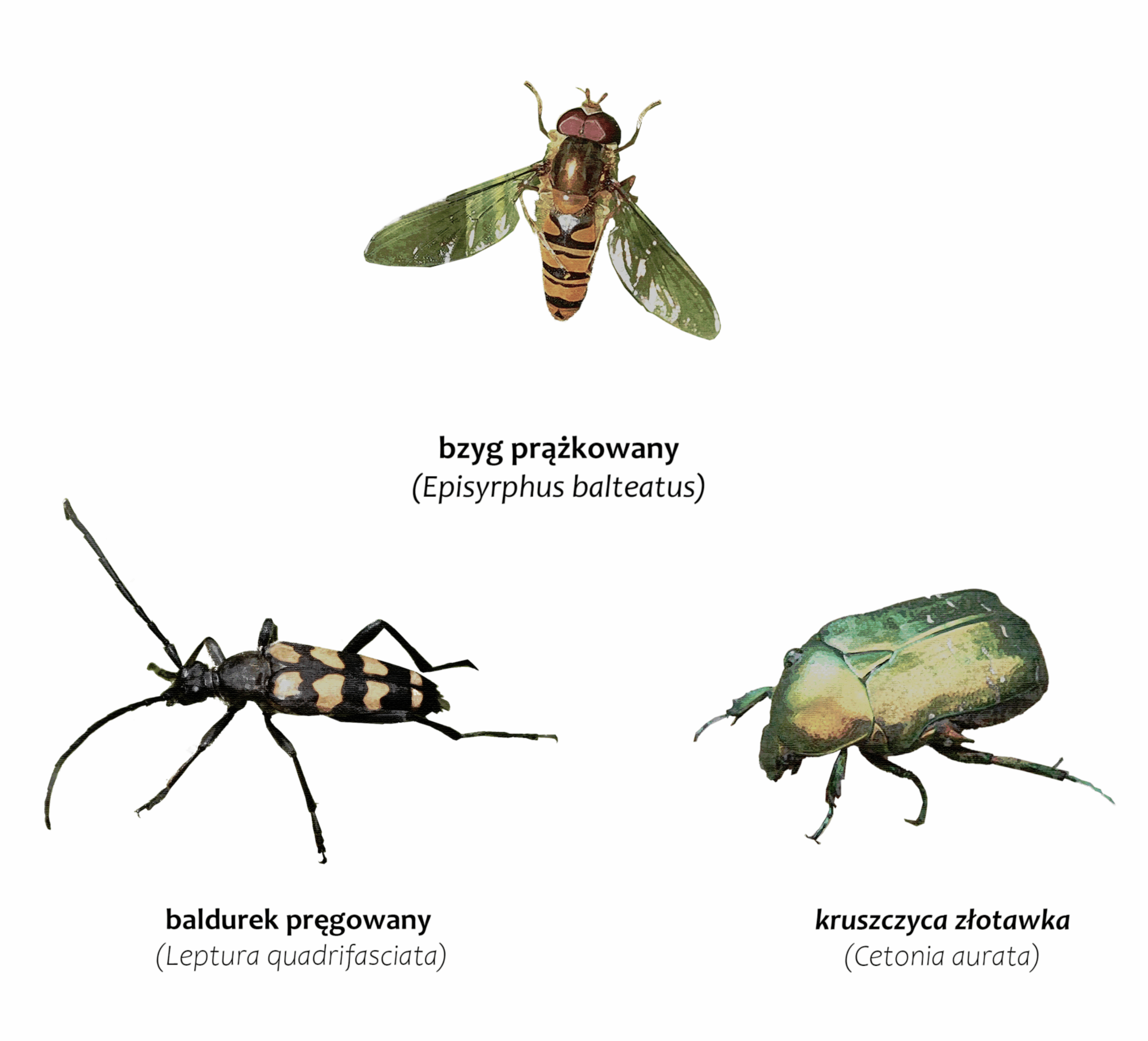 Park Miejski Pańska Góra