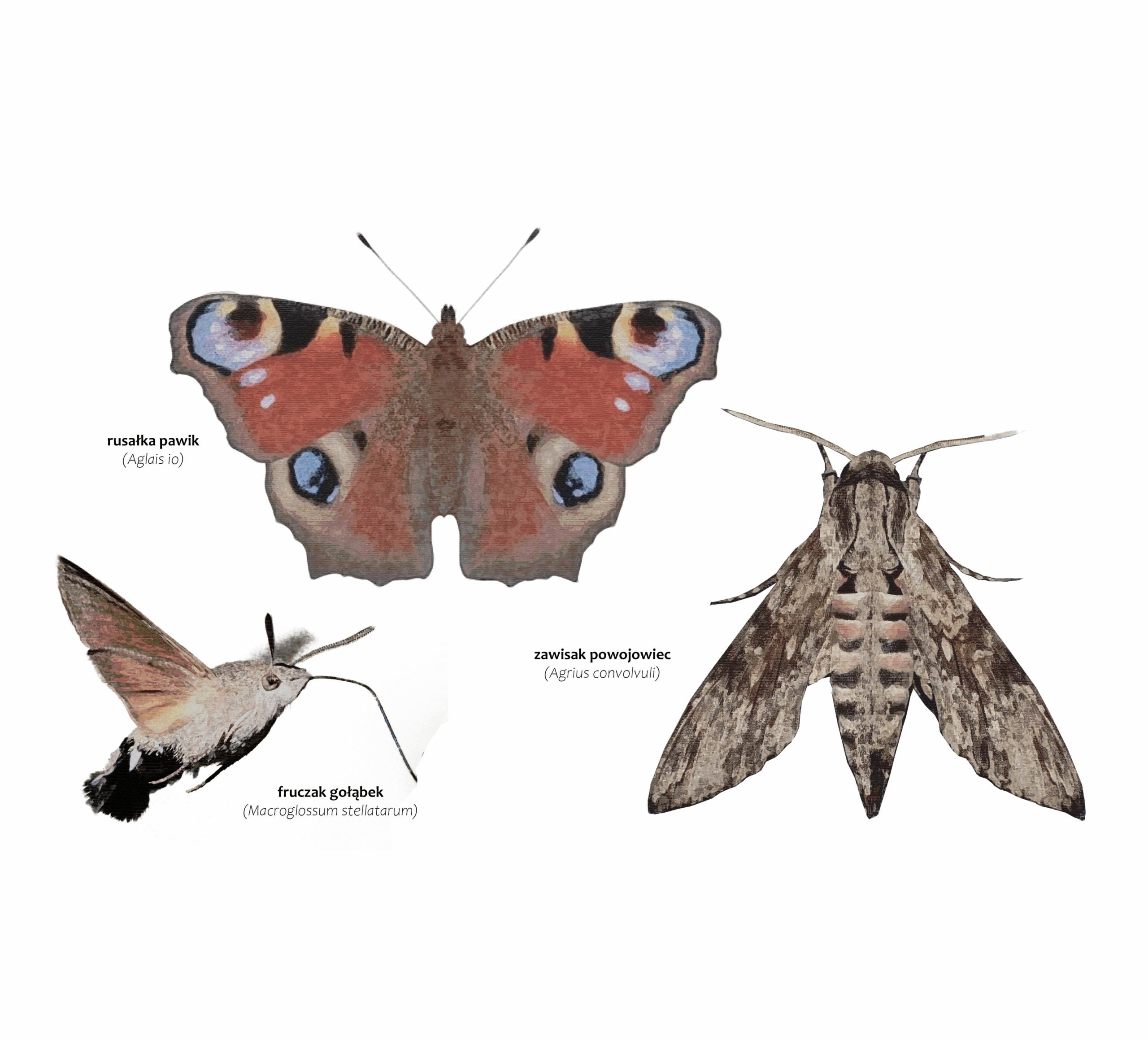 Park Miejski Pańska Góra