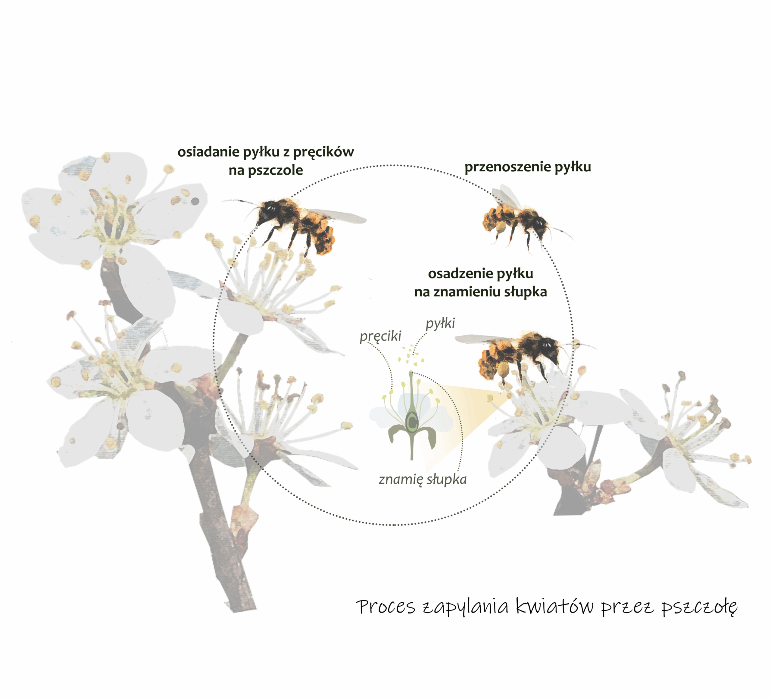 Park Miejski Pańska Góra