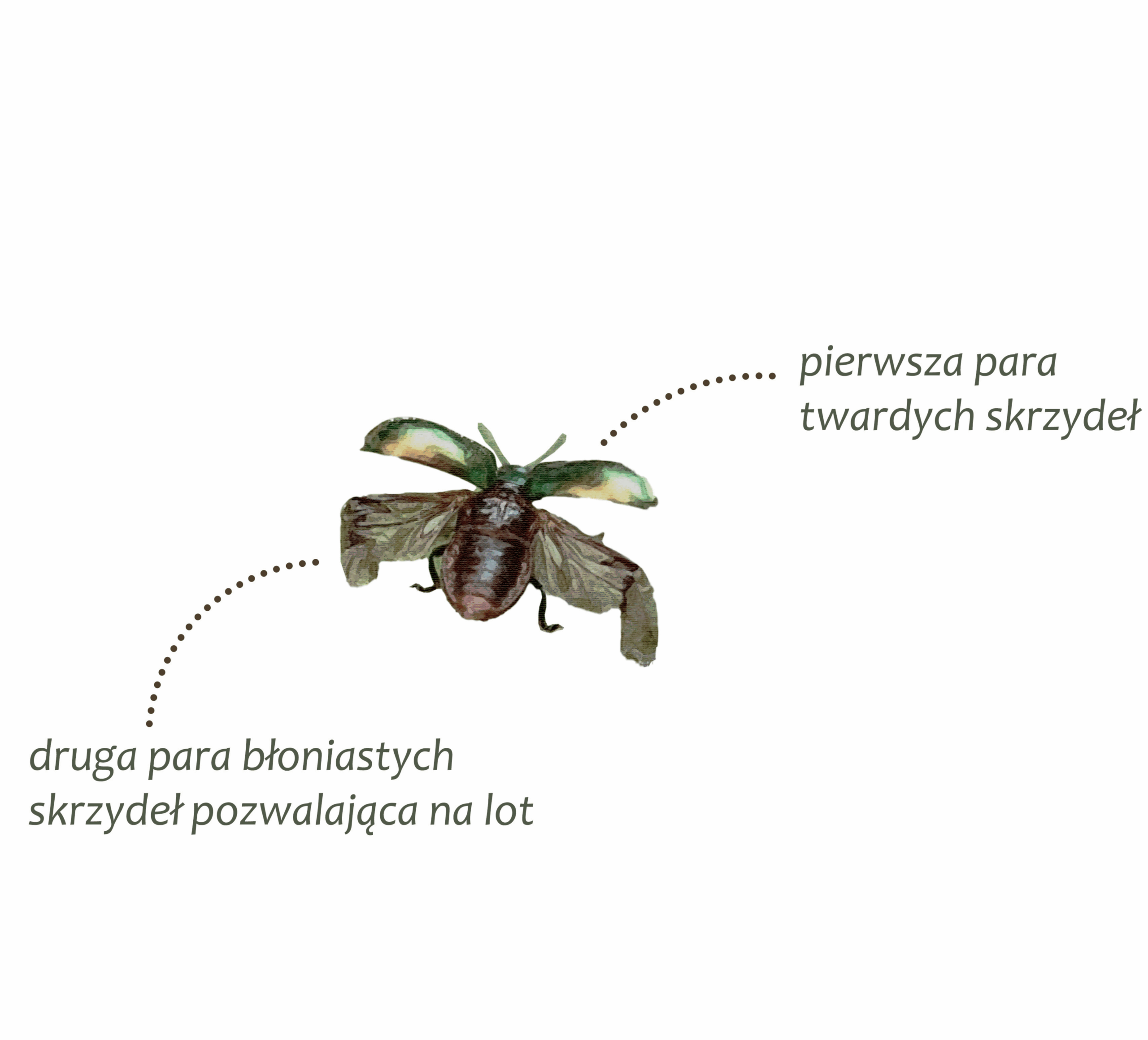 Park Miejski Pańska Góra