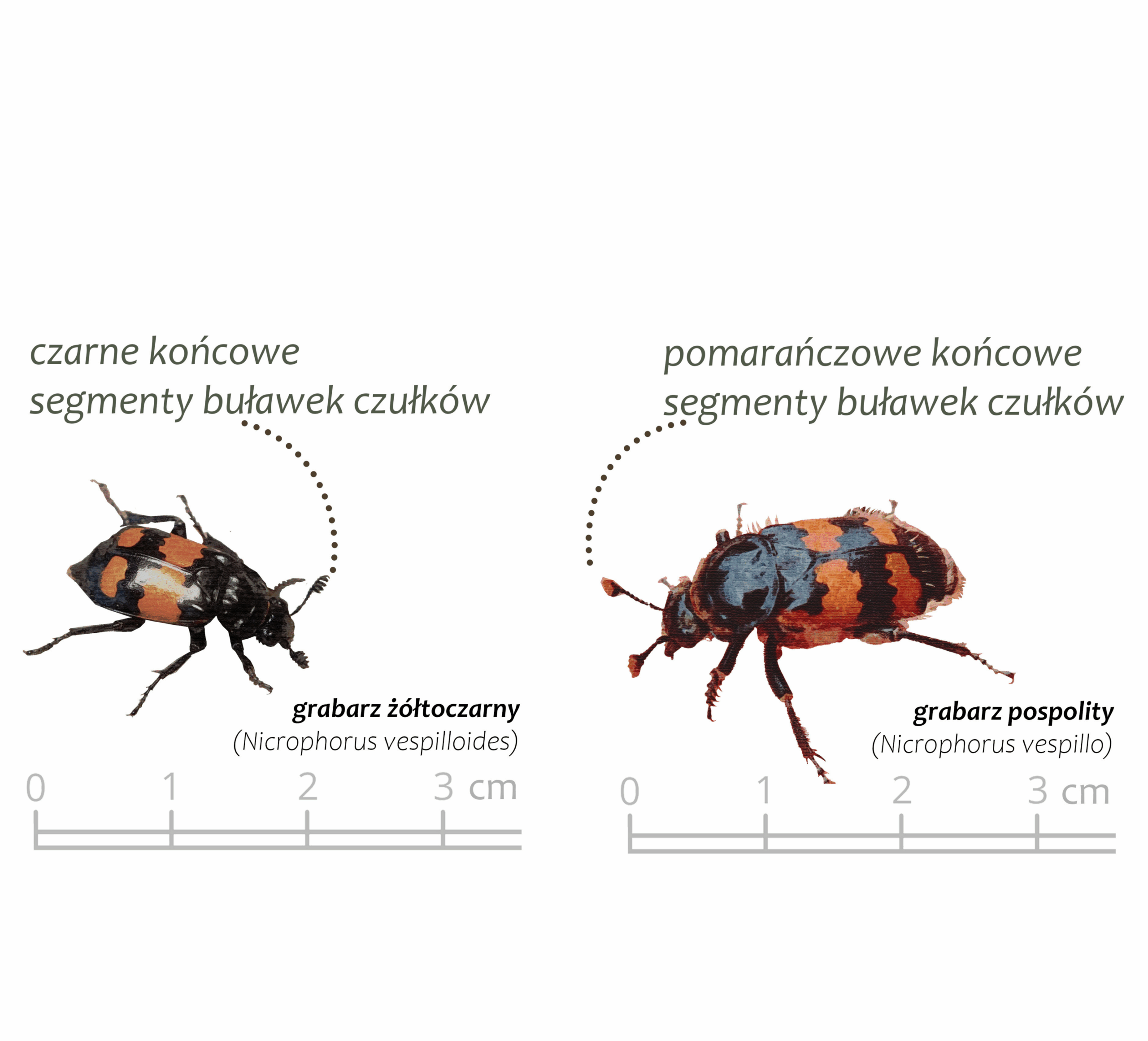 Park Miejski Pańska Góra