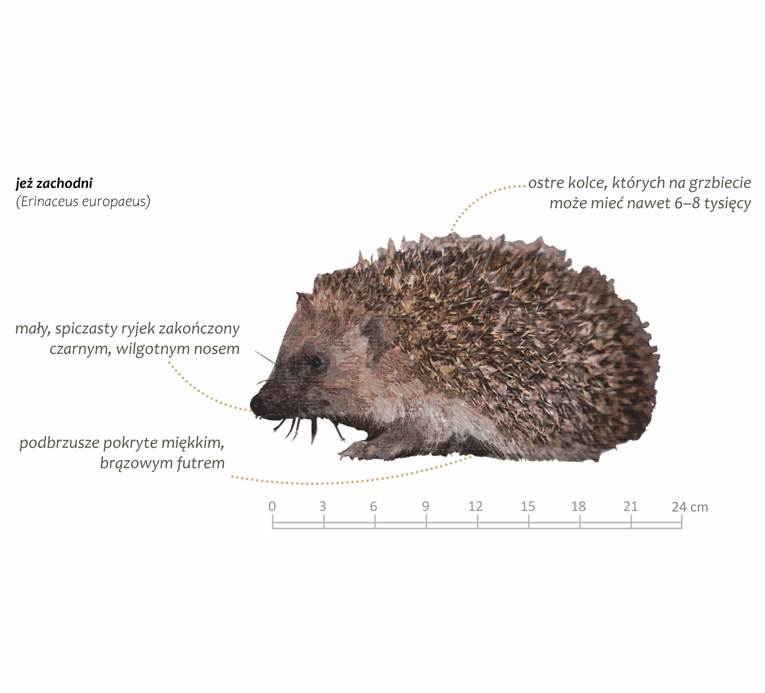 Park Miejski Pańska Góra