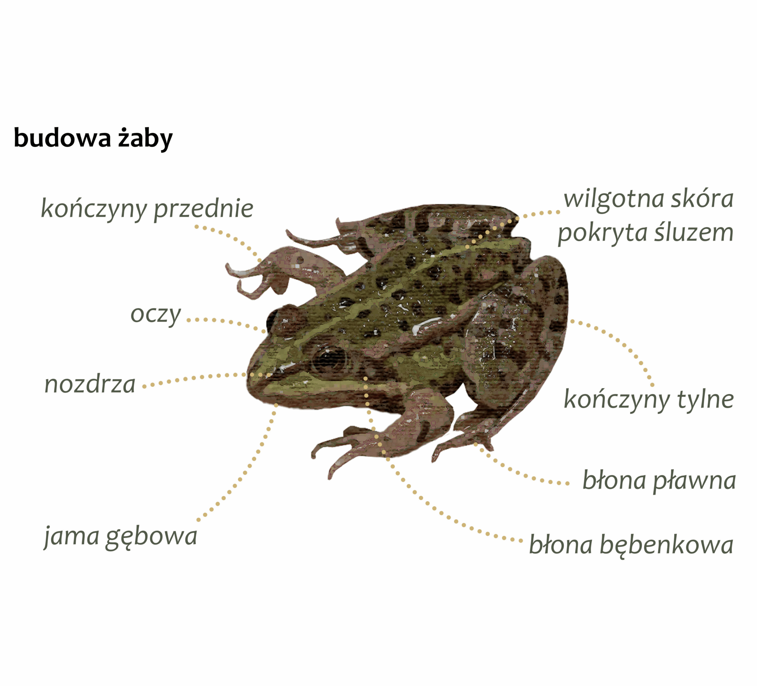 Park Miejski Pańska Góra