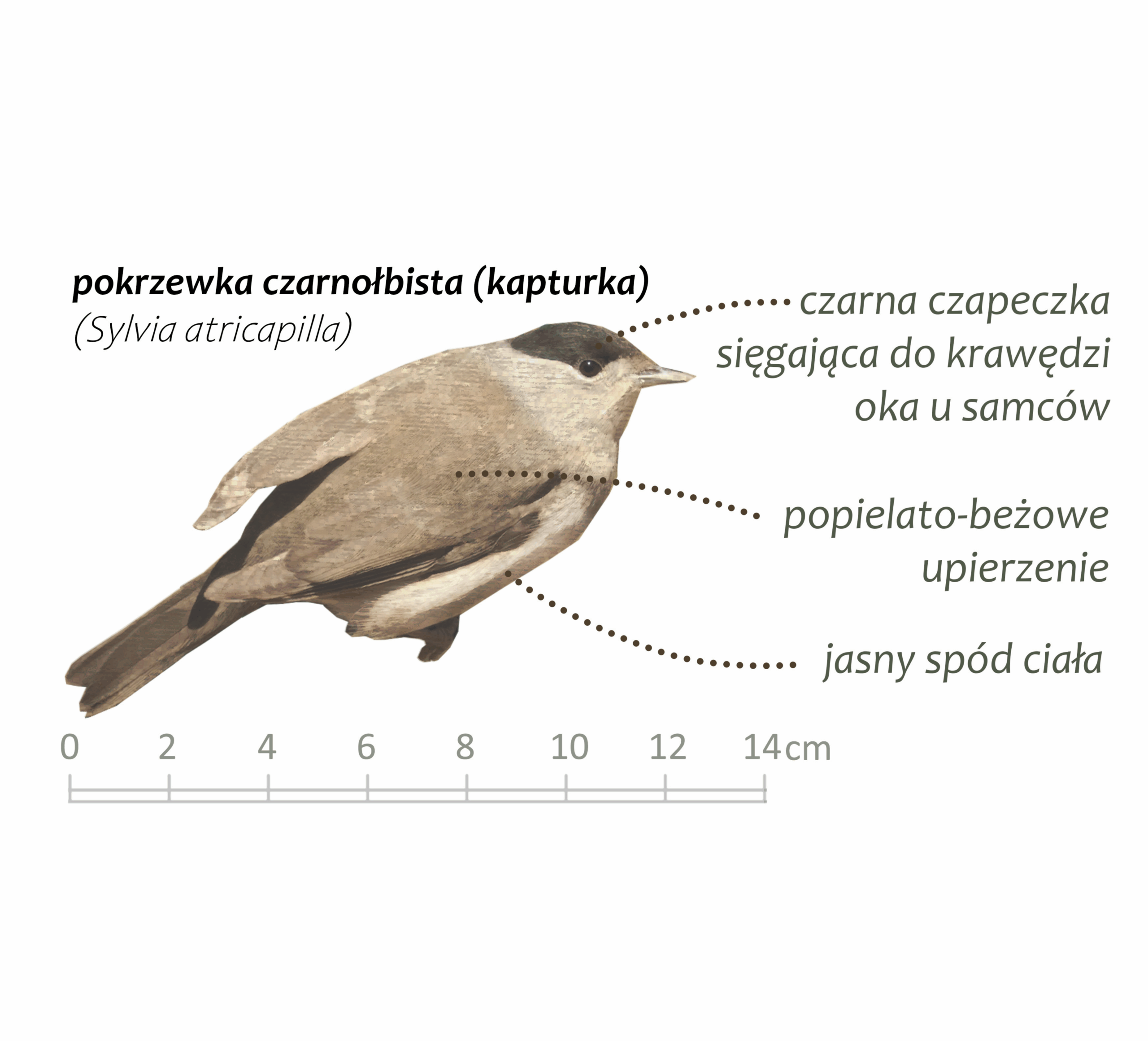 Park Miejski Pańska Góra