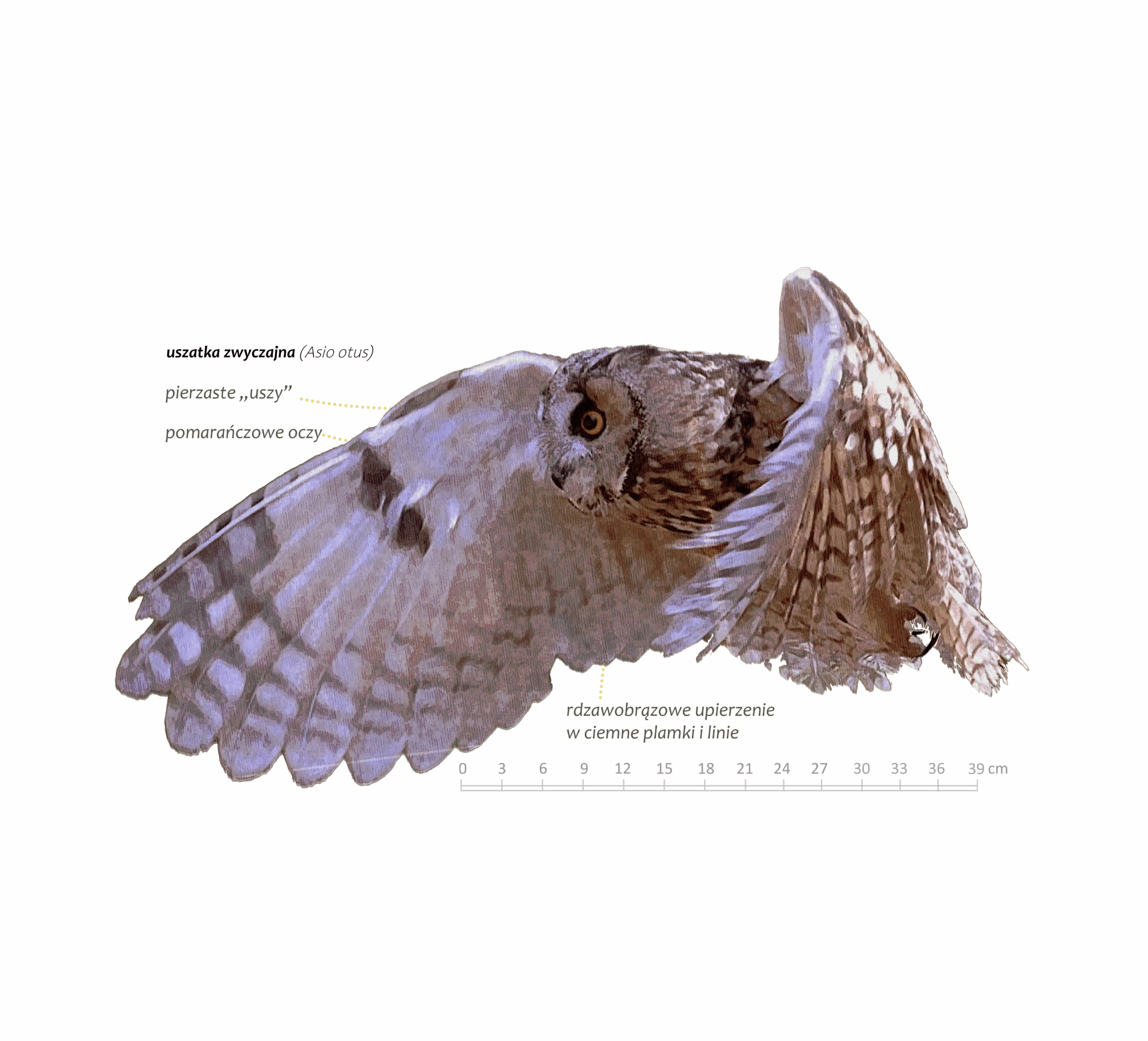 Park Miejski Pańska Góra