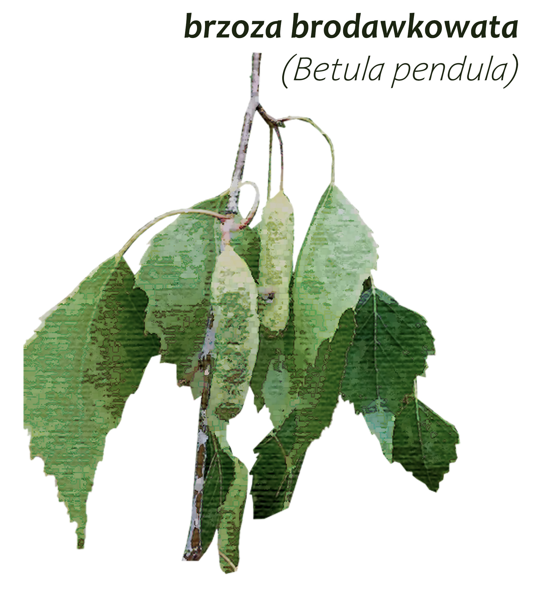 Park Miejski Pańska Góra