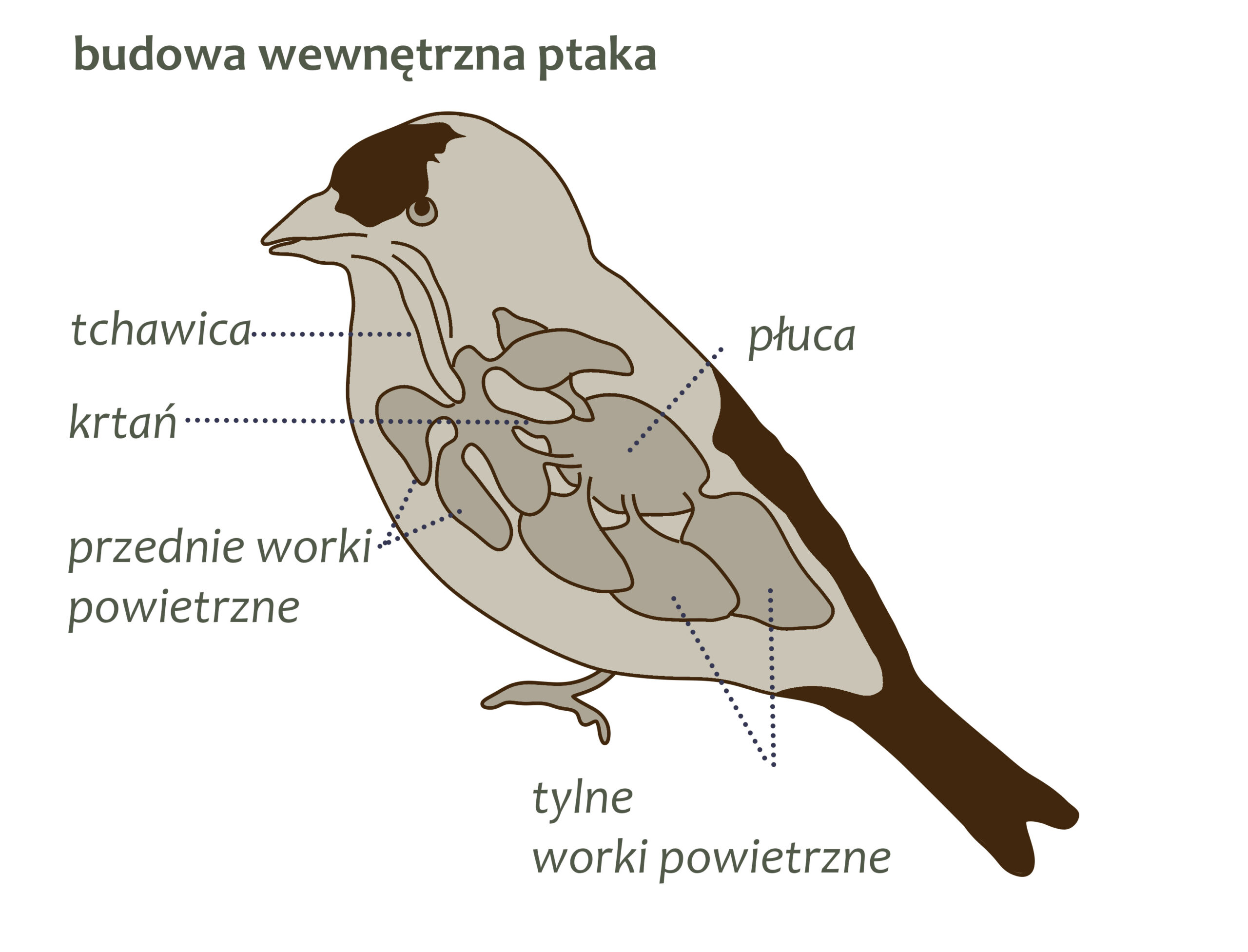 Park Miejski Pańska Góra