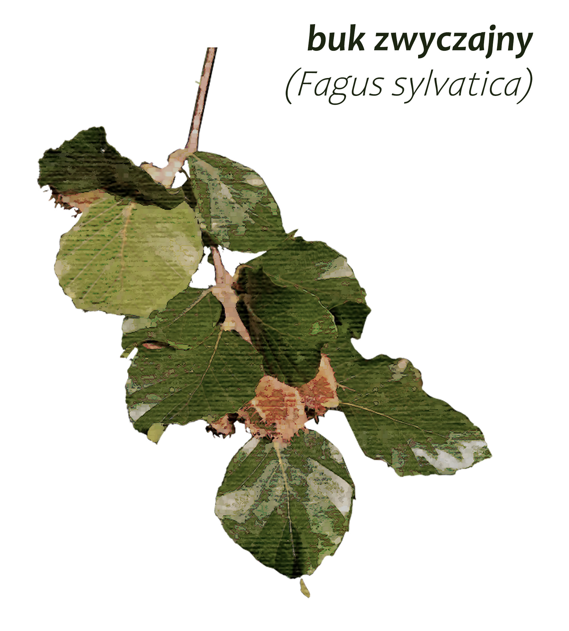 Park Miejski Pańska Góra