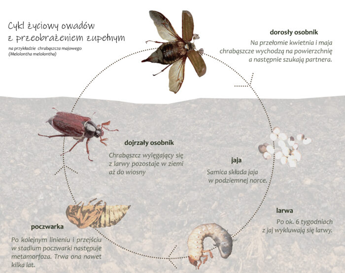 Cykl życiowy owadów z przeobrażeniem zupełnym
