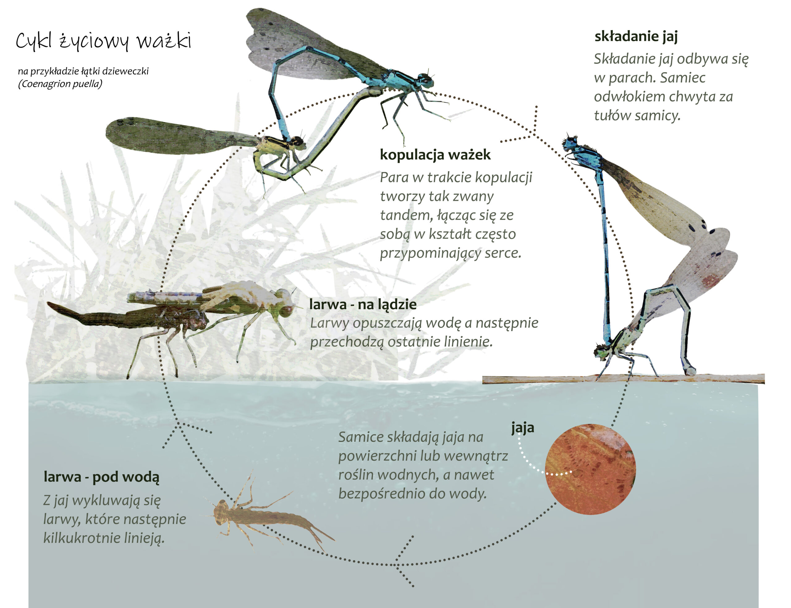 Park Miejski Pańska Góra