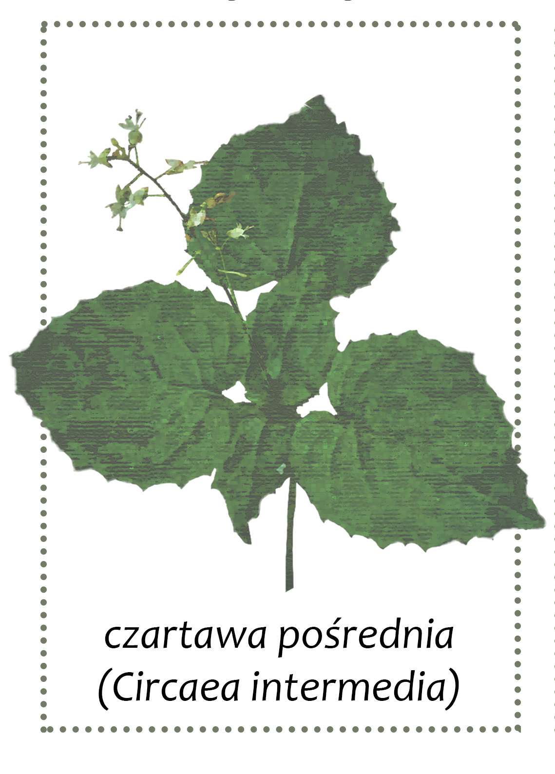 Czartwa - roślina występująca w gminie Andrychów