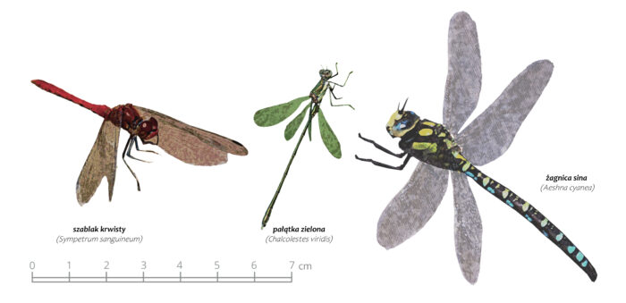 Często spotykane gatunki ważek