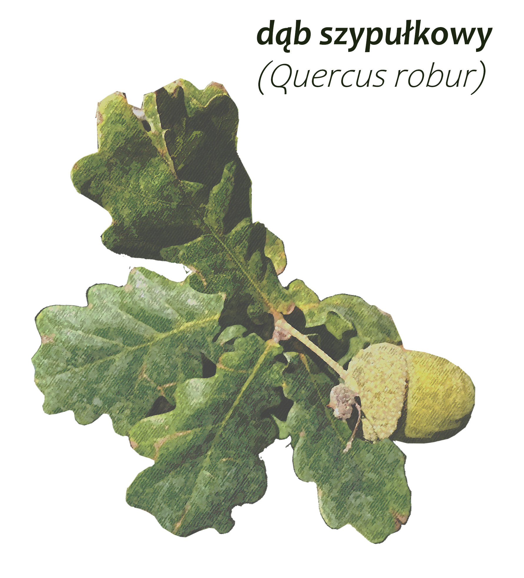 Park Miejski Pańska Góra