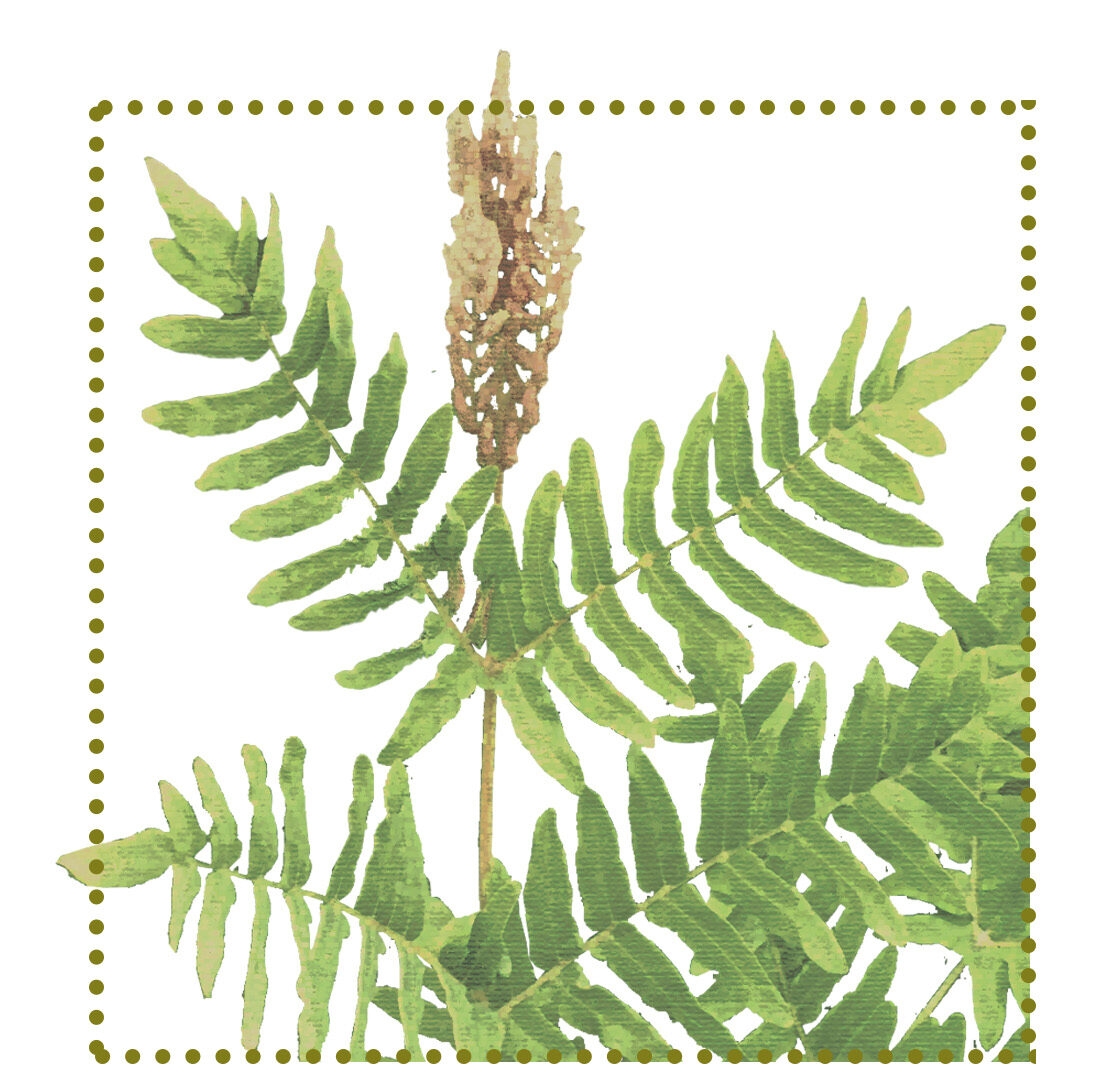 Paproć - długosz królewski