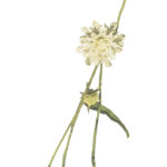 Drakiew żółta roślina występująca w tym ekosystemie