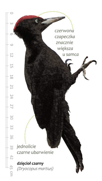 Park Miejski Pańska Góra