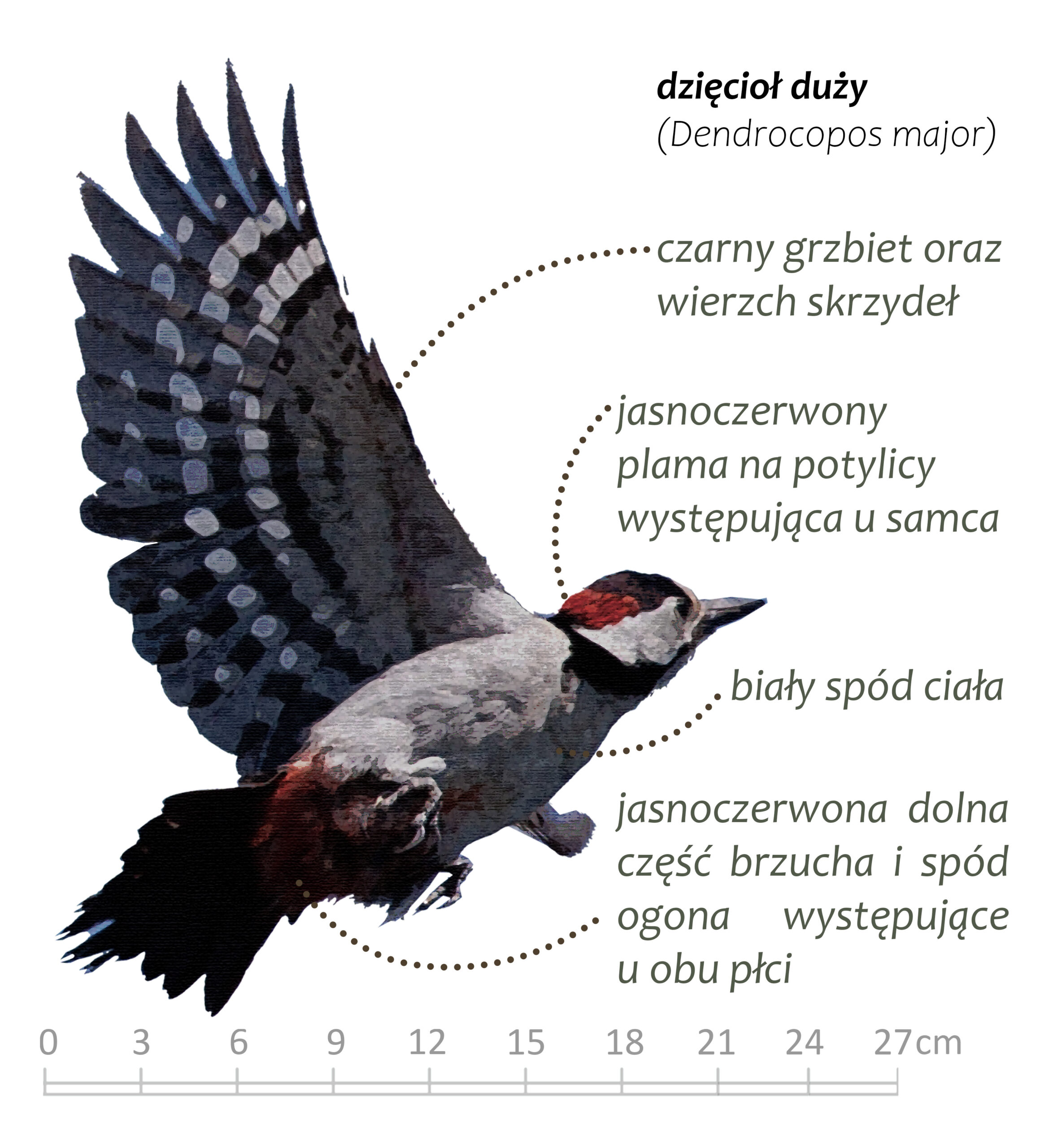 Park Miejski Pańska Góra