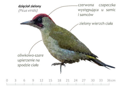 Dzięcioł zielony