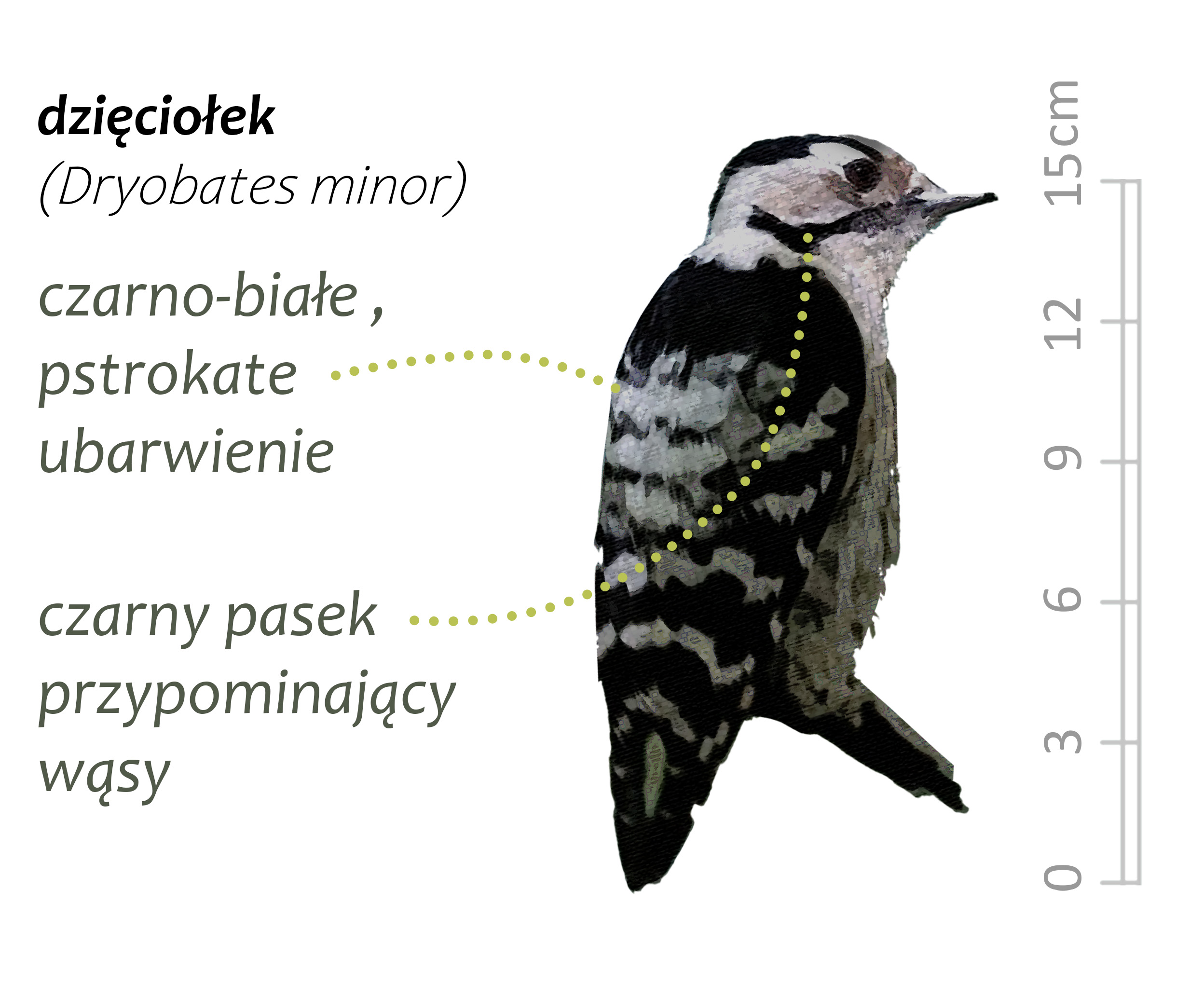 Park Miejski Pańska Góra