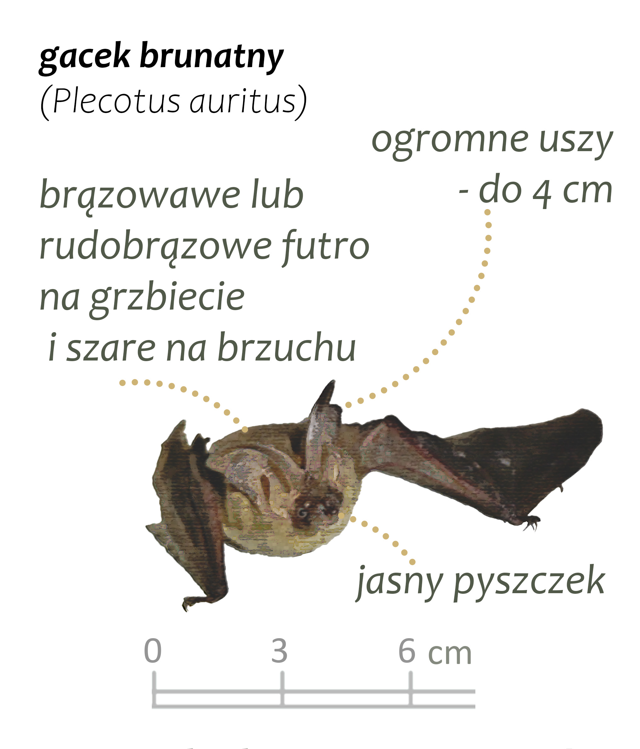 Park Miejski Pańska Góra