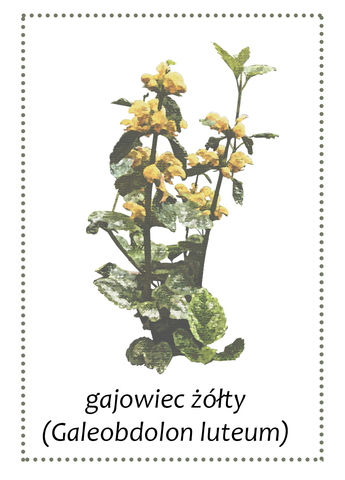 Gajowiec żółty - roślina występująca w gminie Andrychów