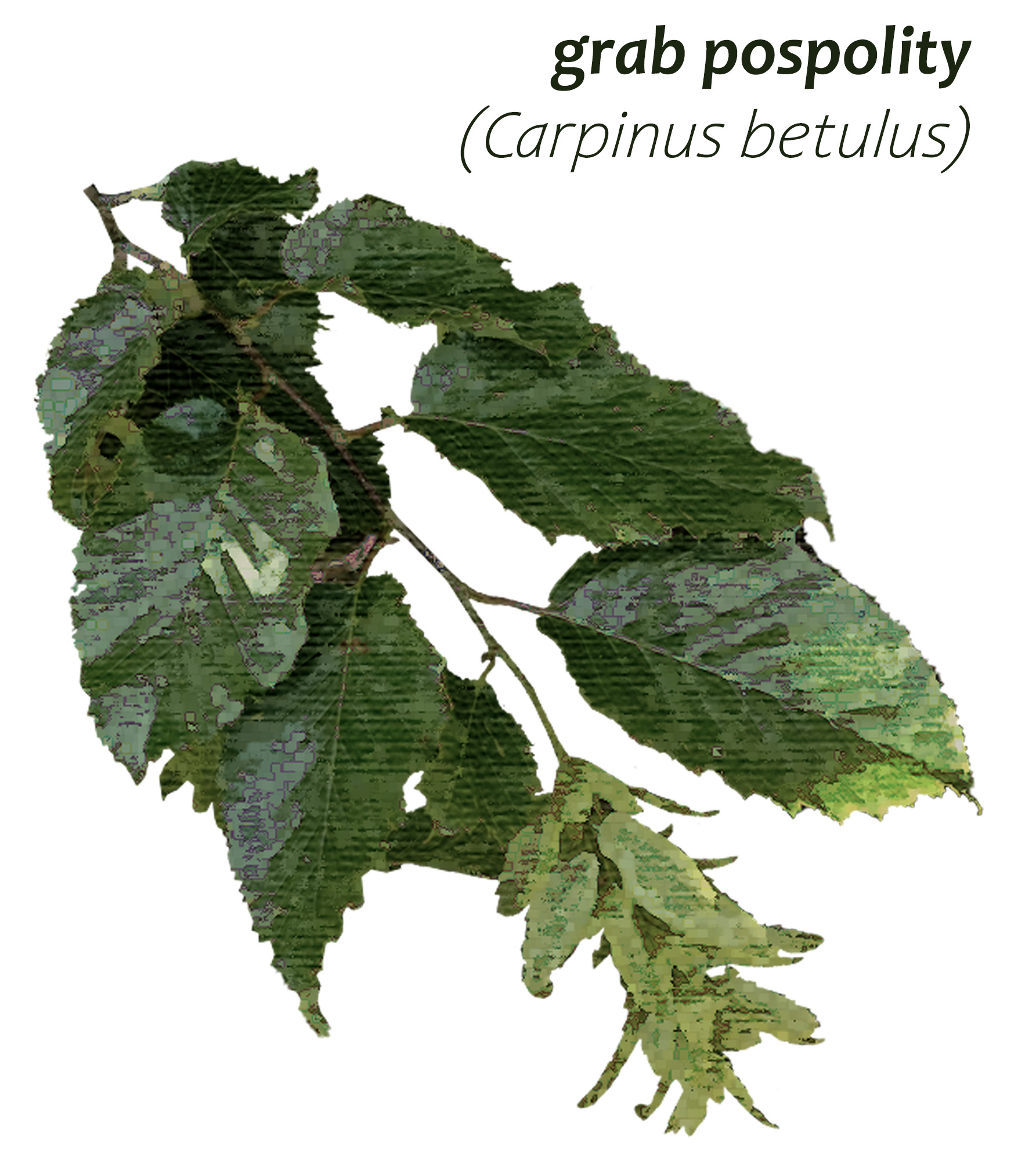 Park Miejski Pańska Góra