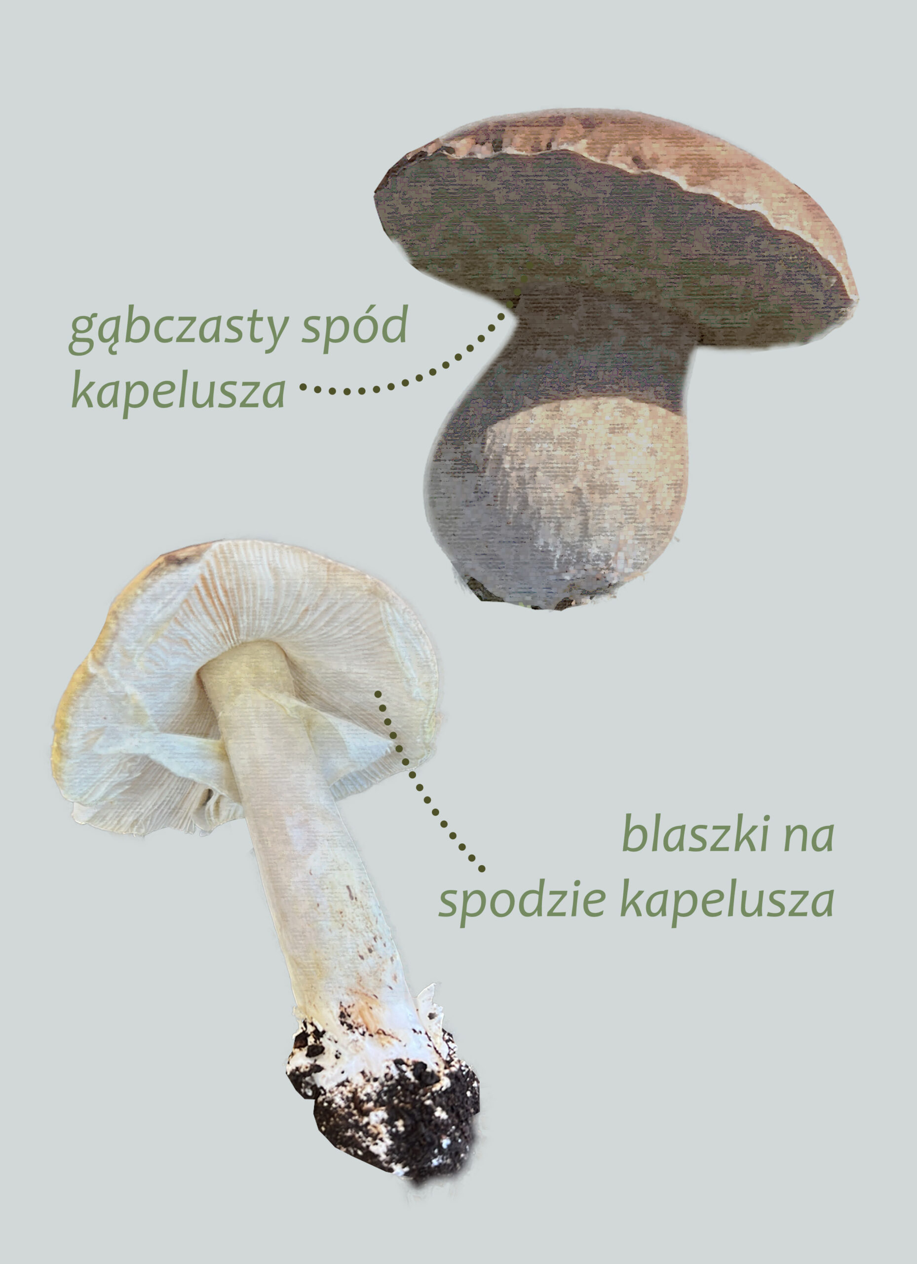 Park Miejski Pańska Góra