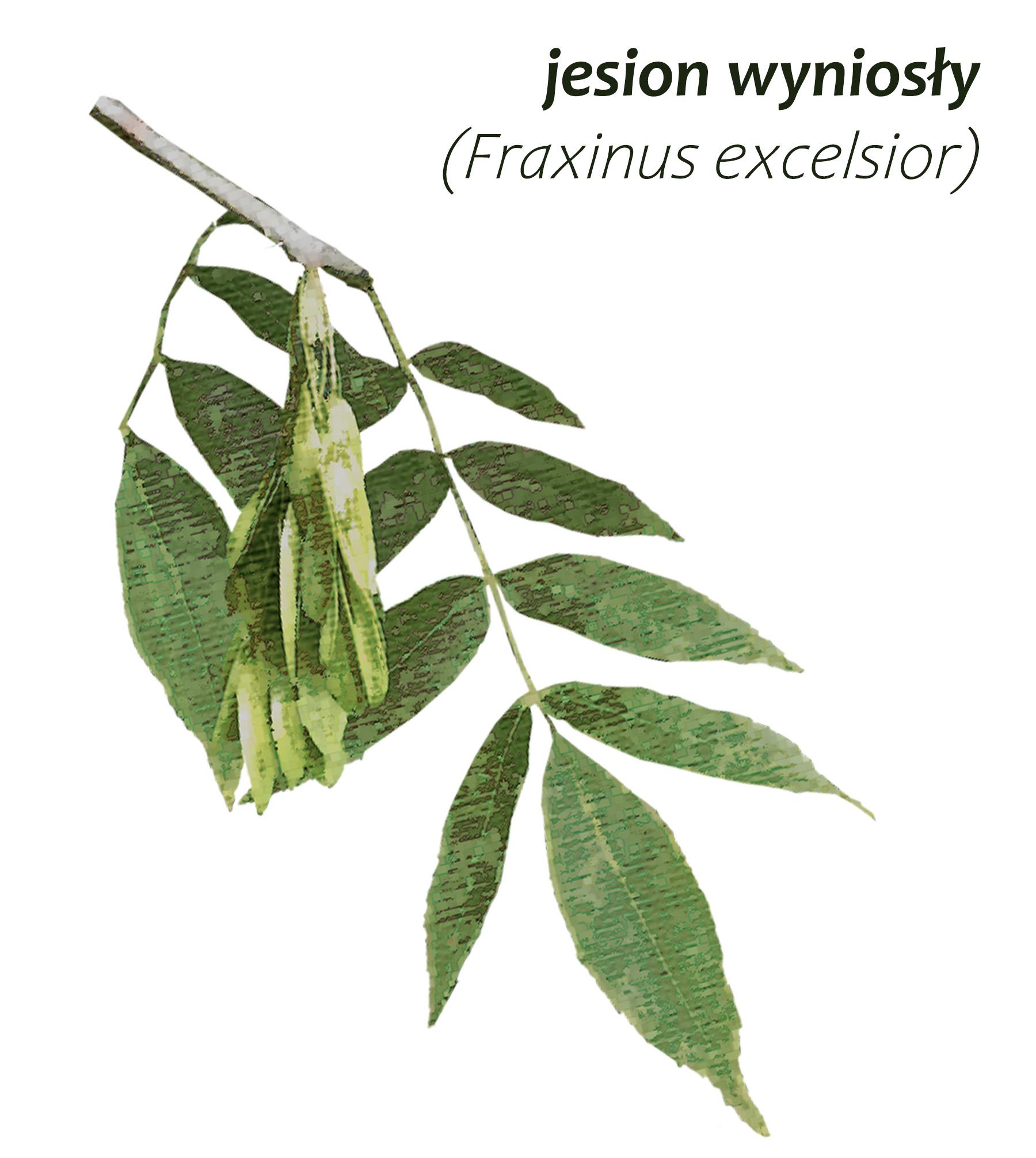 Park Miejski Pańska Góra