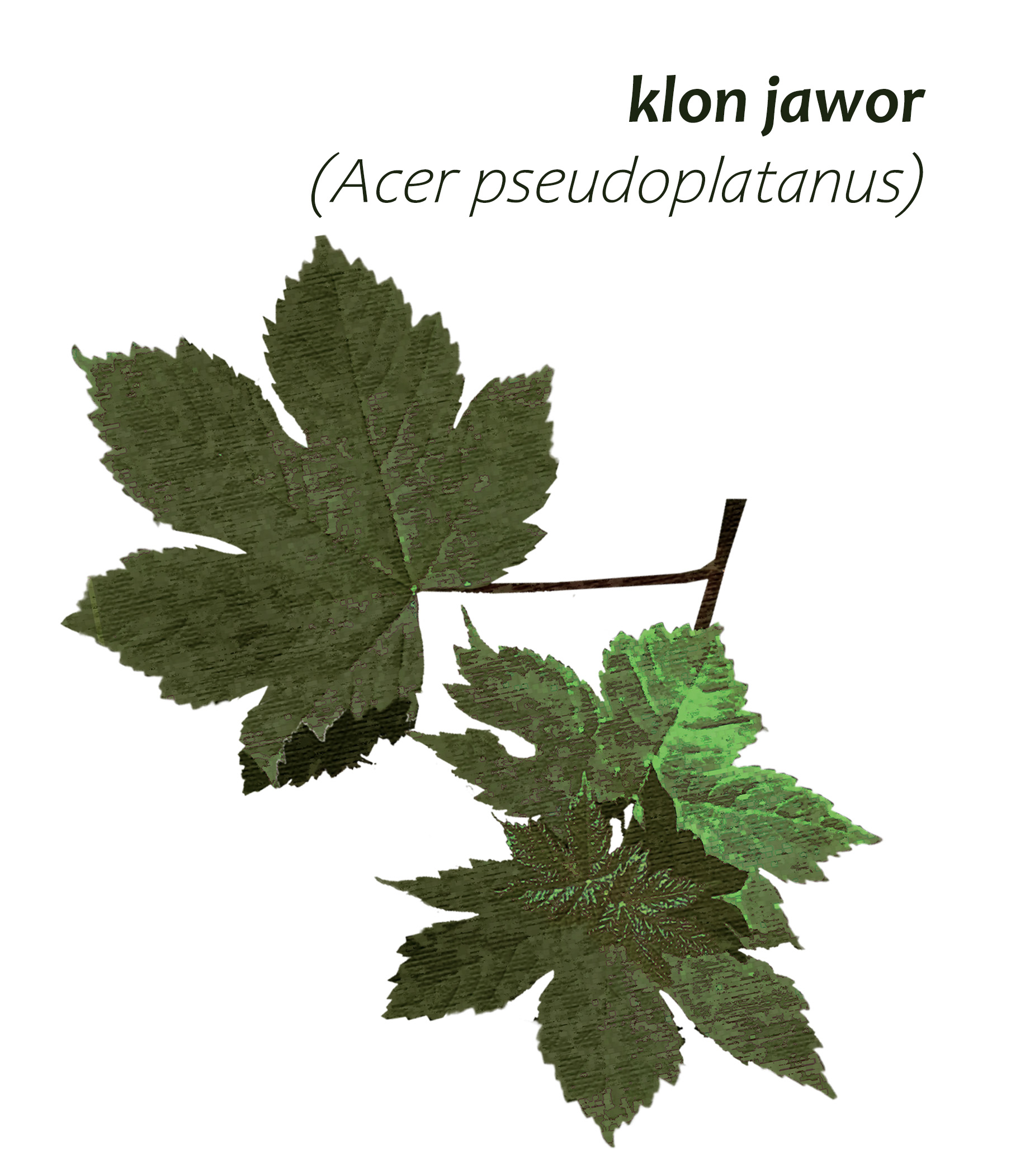 Park Miejski Pańska Góra