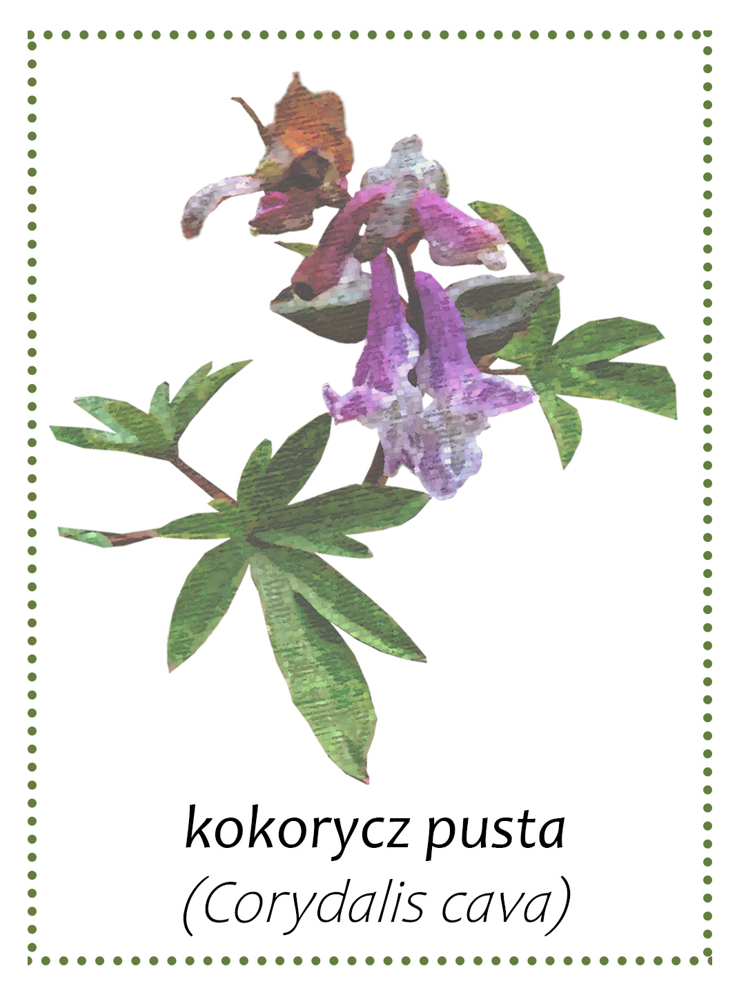 Kokorycz - roślina występująca w gminie Andrychów