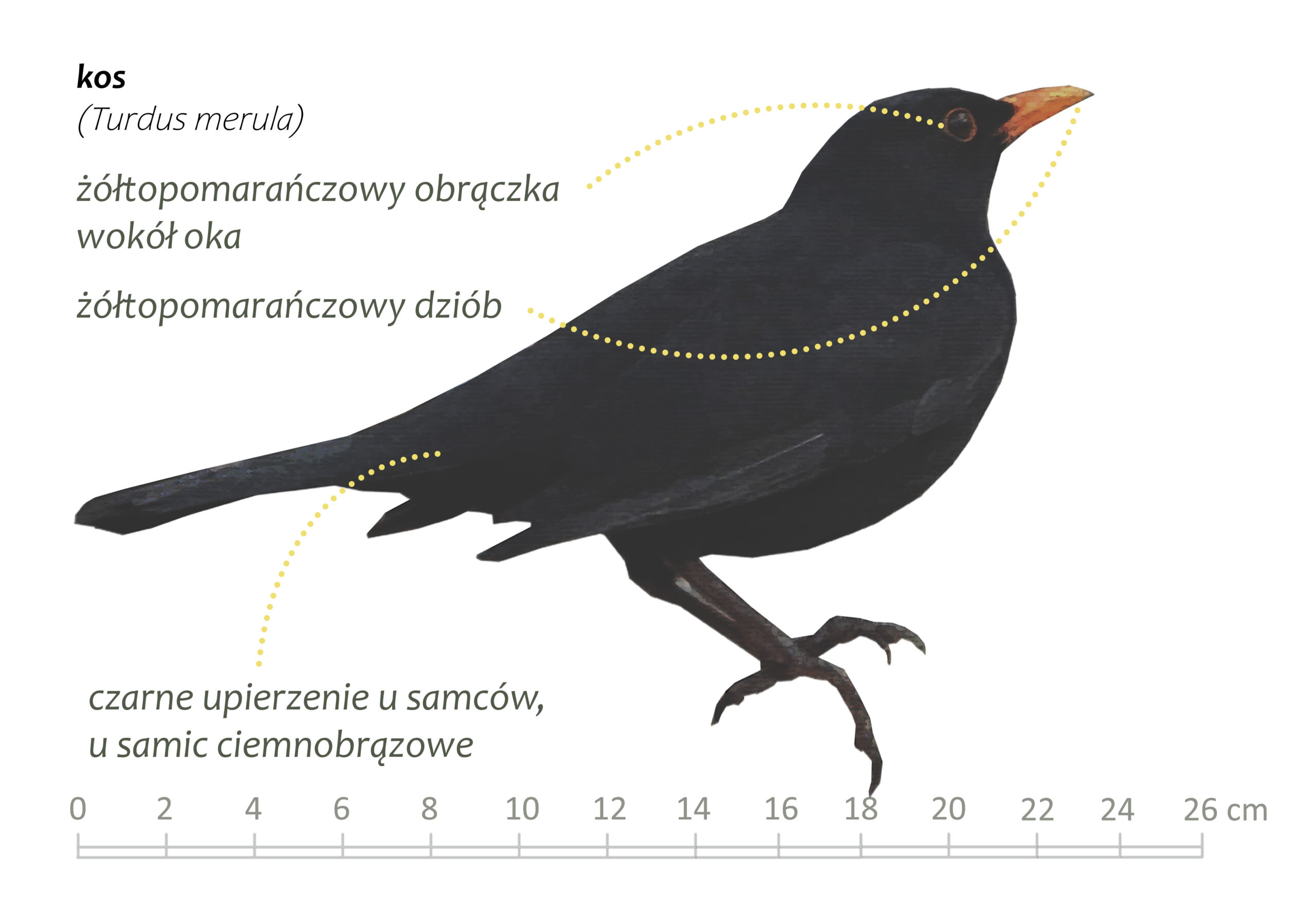 Park Miejski Pańska Góra