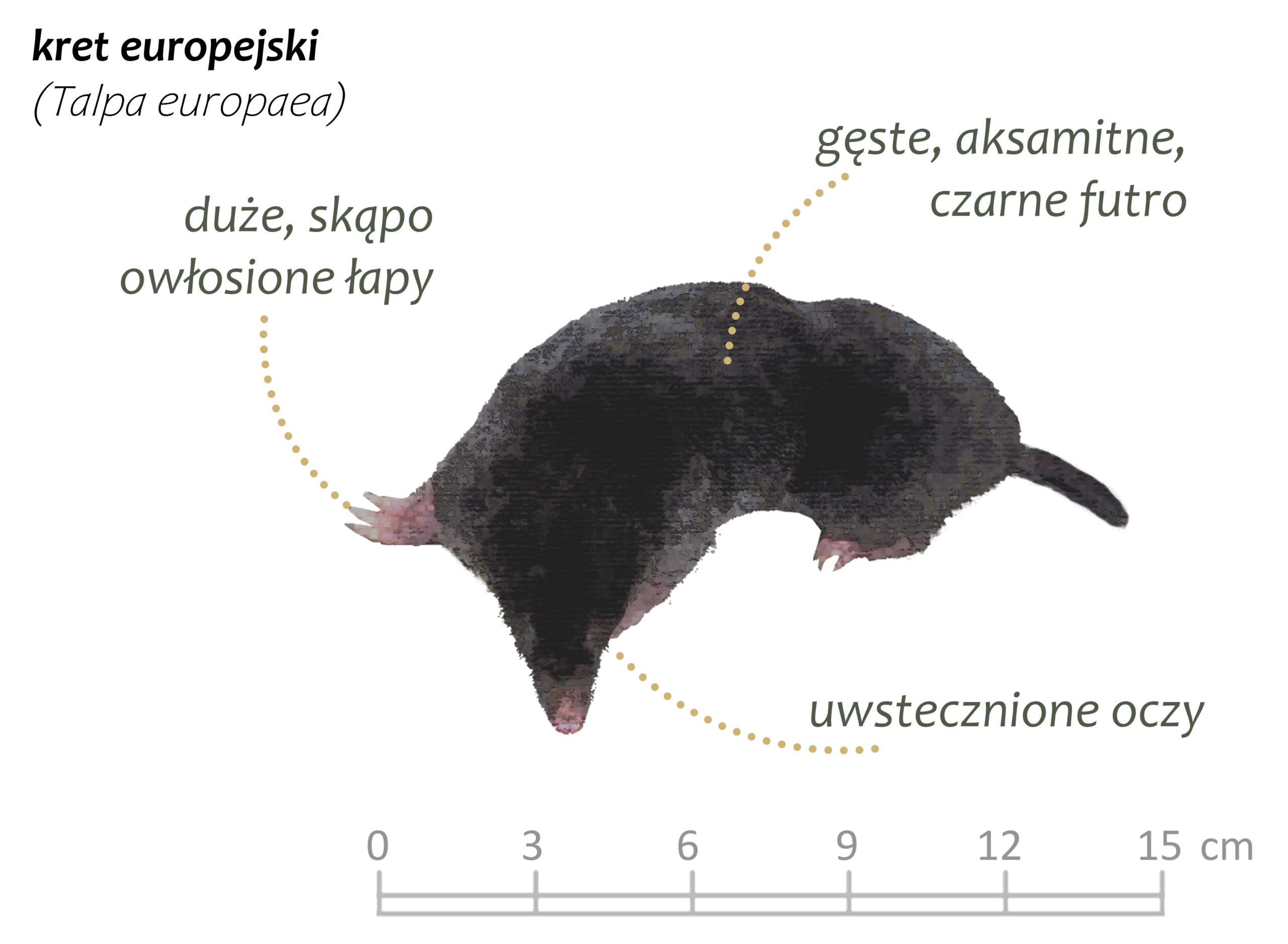 Park Miejski Pańska Góra