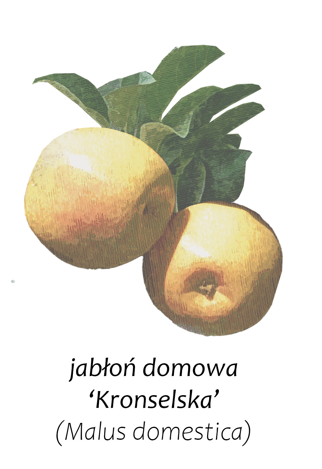 Jabłoń domowa - Kronselska występująca w gminie Andrychów