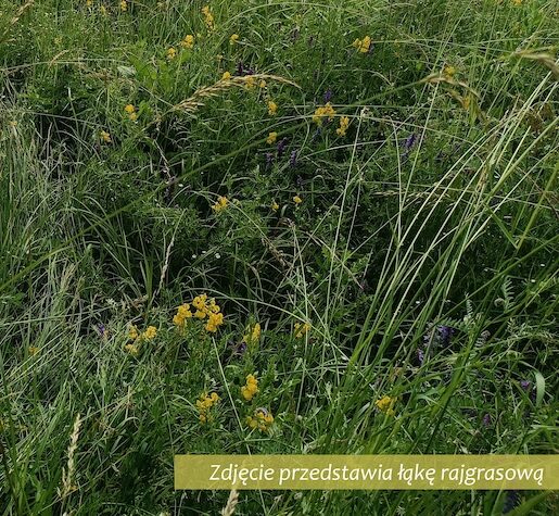 Park Miejski Pańska Góra