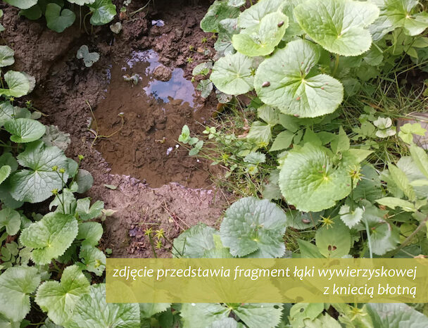 Park Miejski Pańska Góra