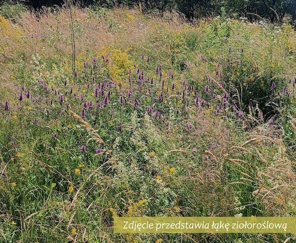 Park Miejski Pańska Góra