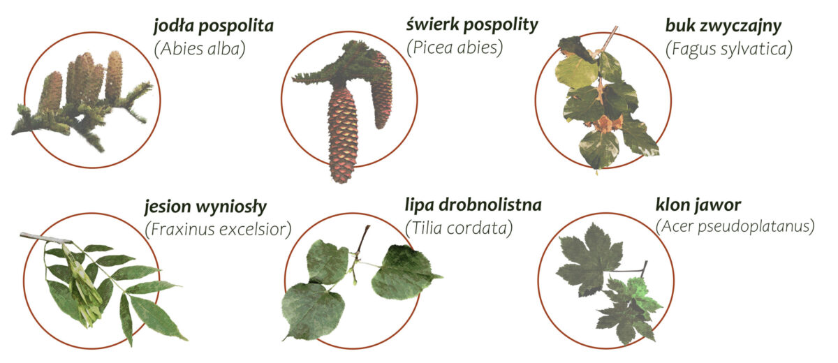 Las górski wilgotny