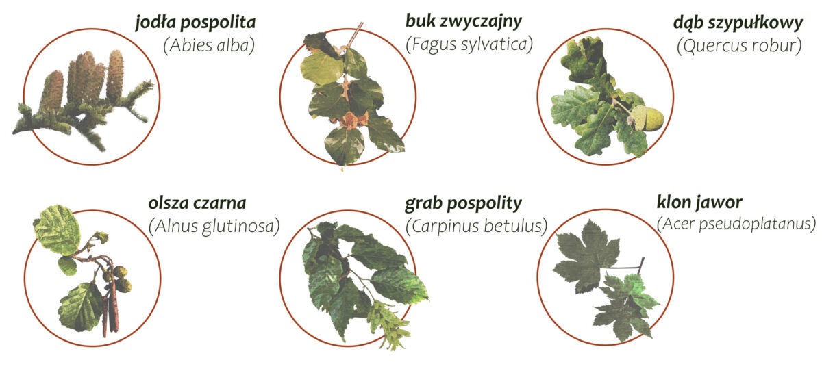 Las mieszany wyżynny wilgotny