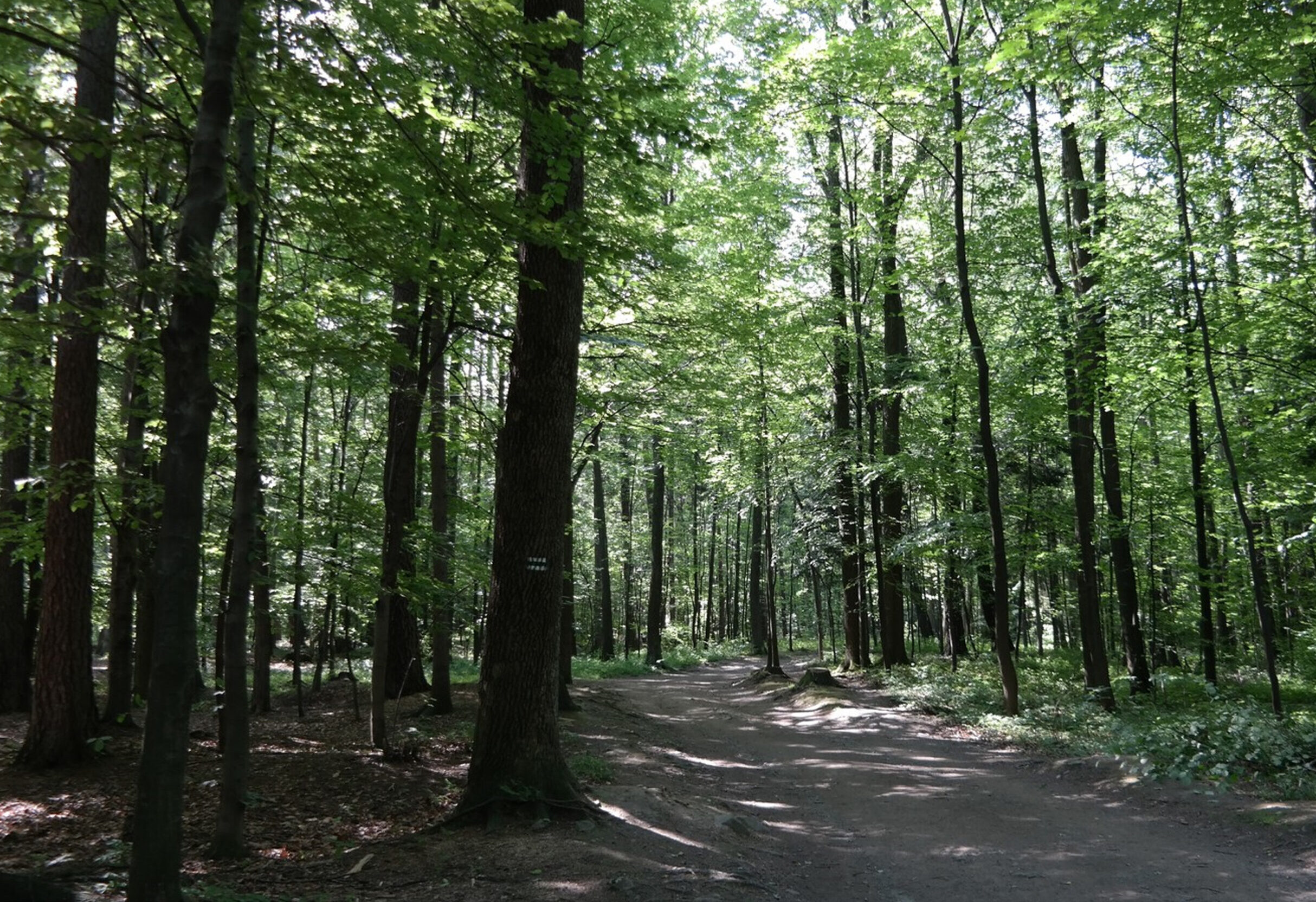 Park Miejski Pańska Góra