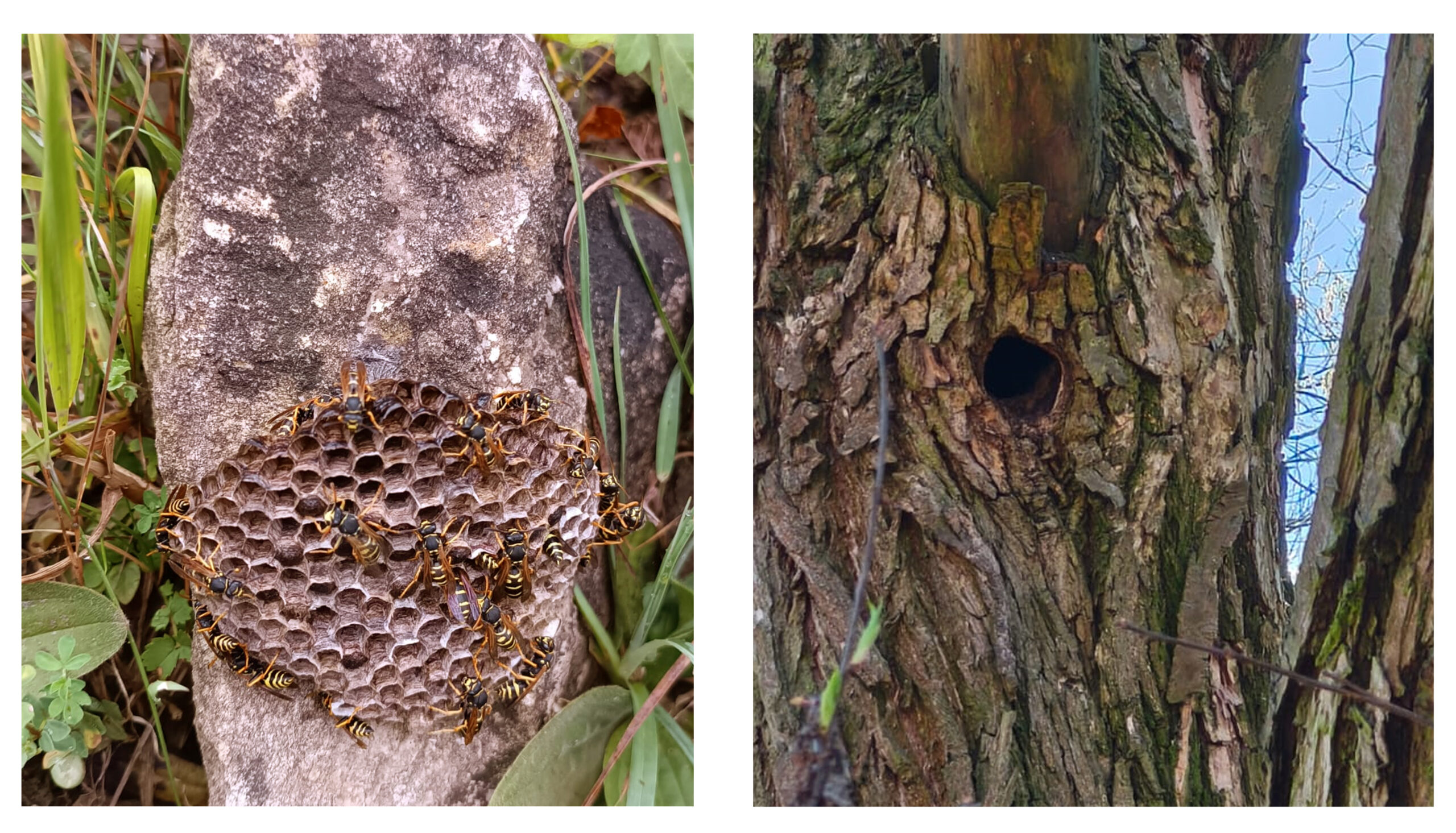 Park Miejski Pańska Góra