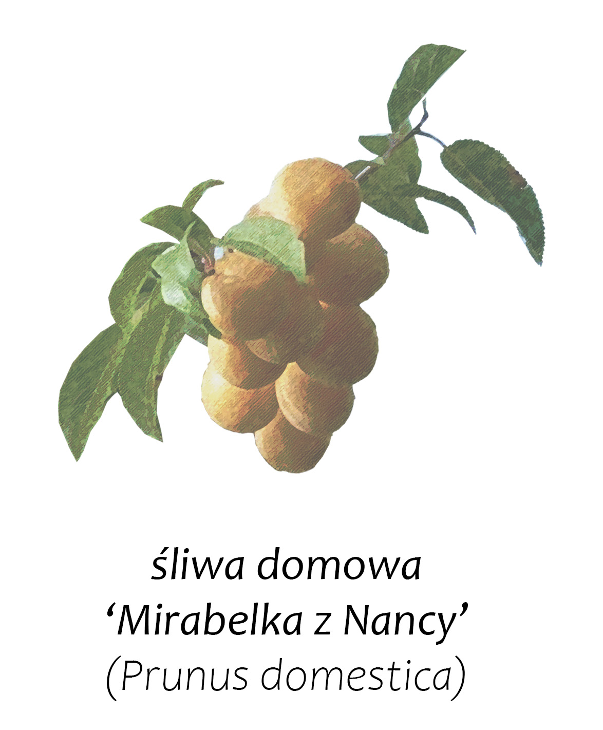 Śliwa Mirabelka z Nancy
