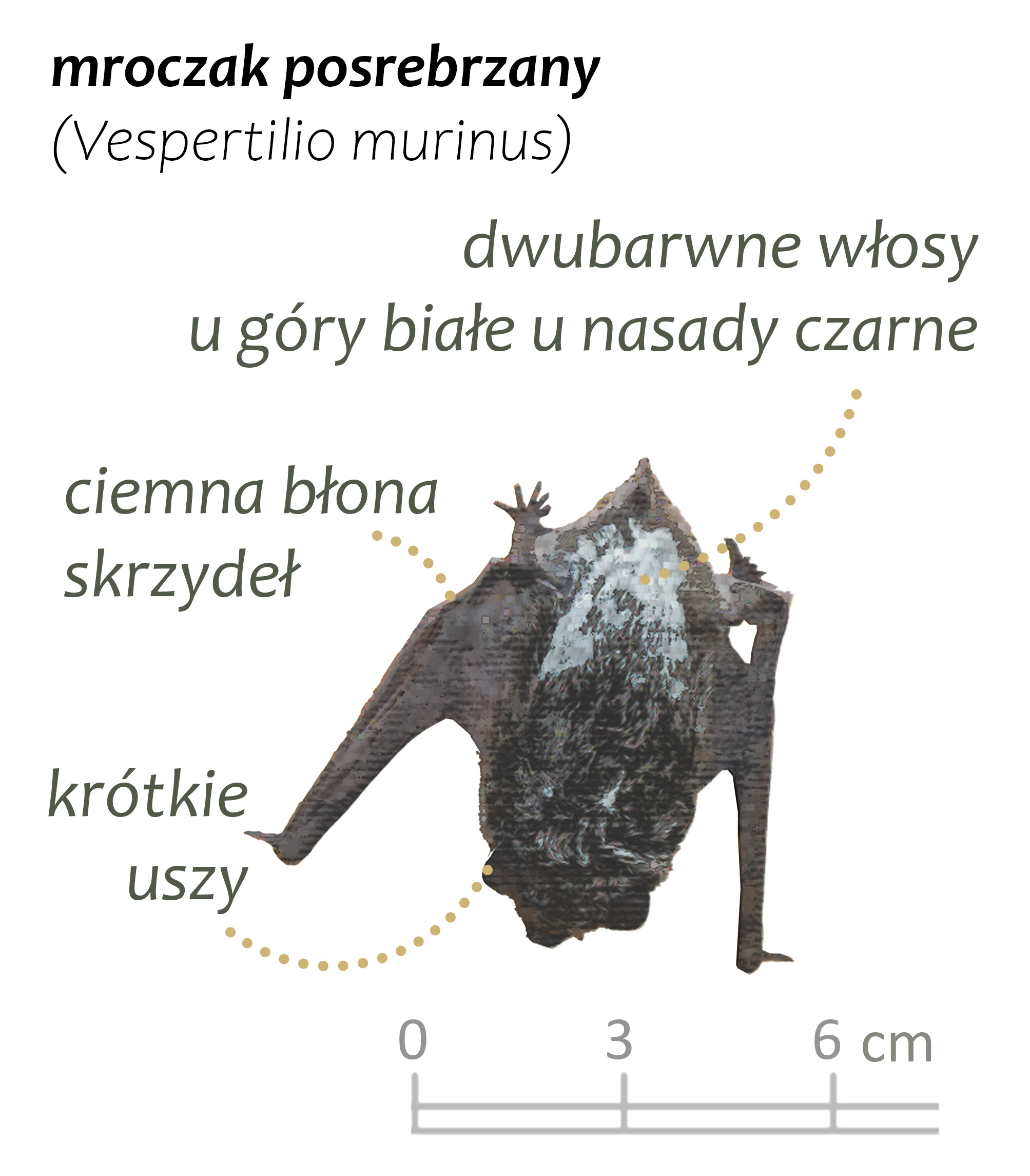 Park Miejski Pańska Góra