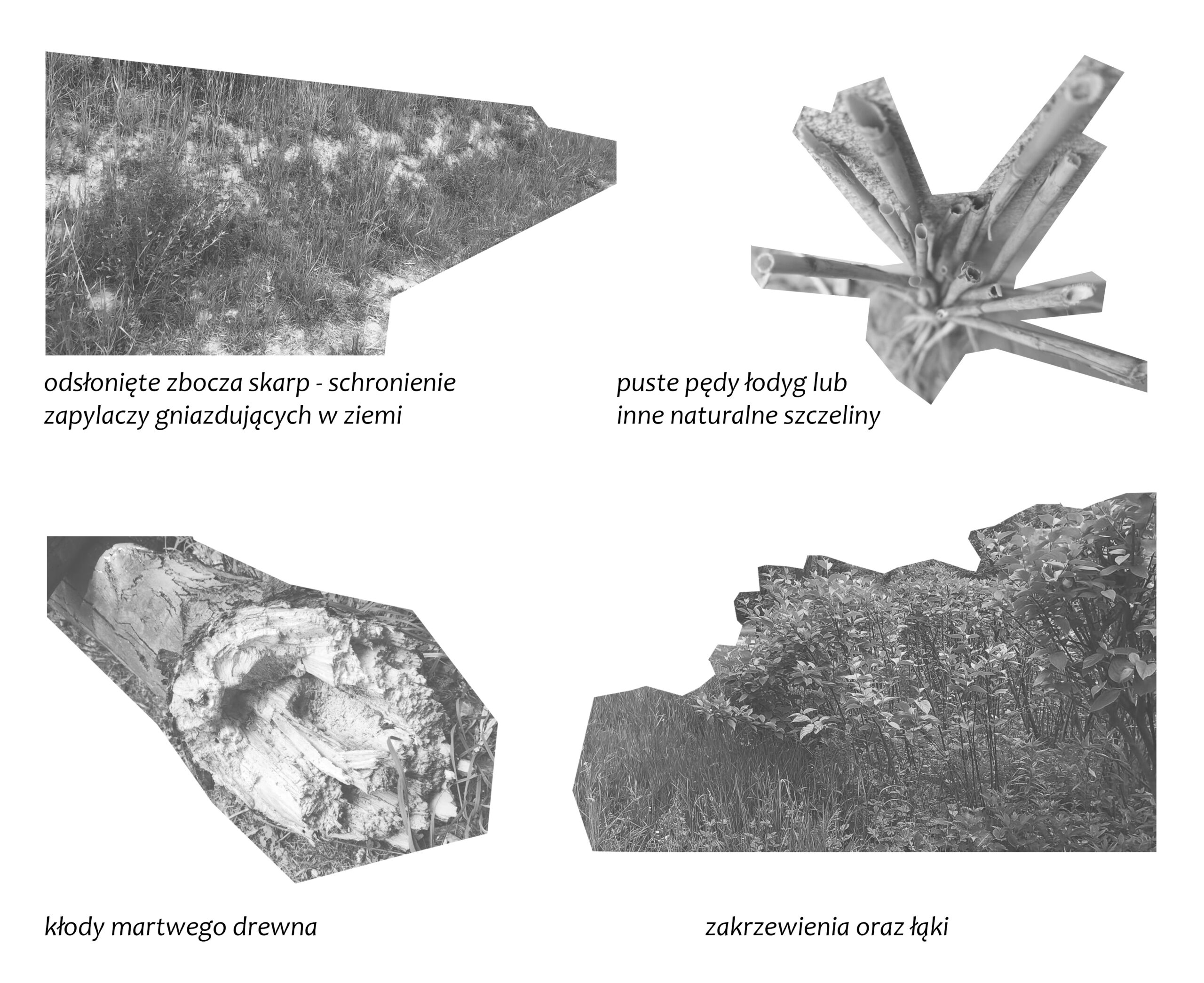 Park Miejski Pańska Góra