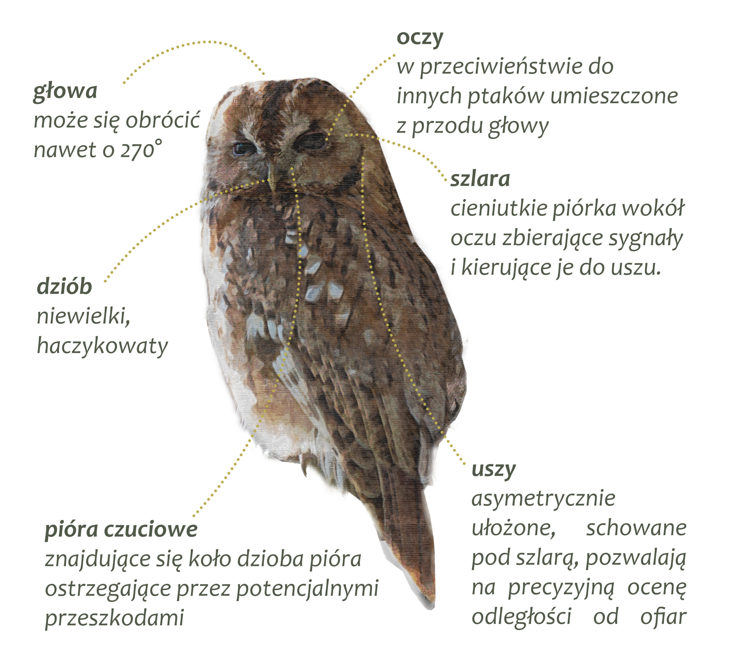 Park Miejski Pańska Góra