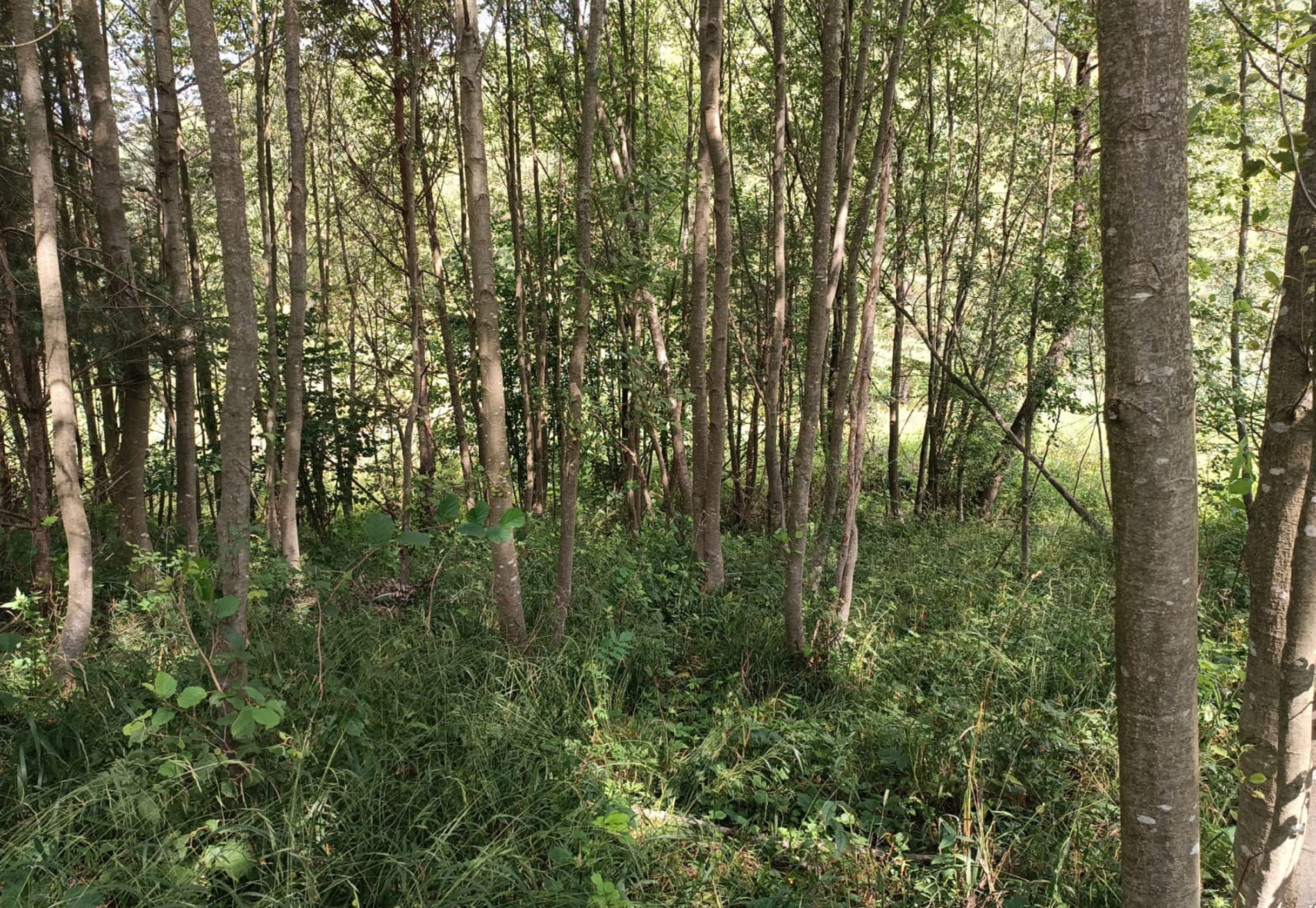 Park Miejski Pańska Góra