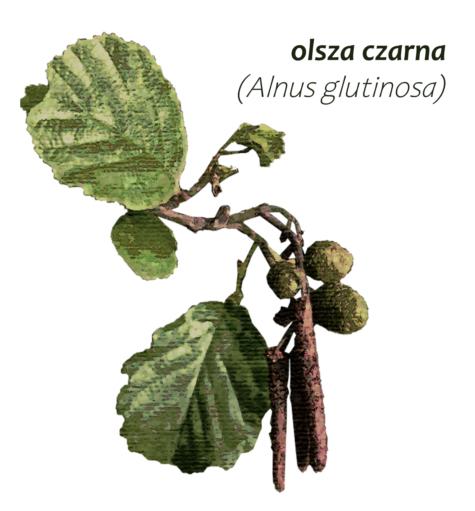 Park Miejski Pańska Góra