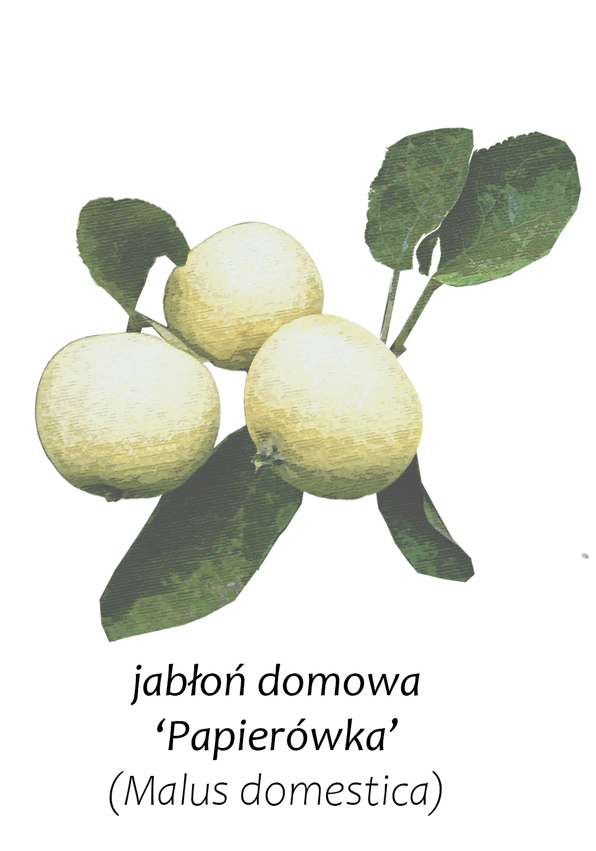 Jebłoń domowa - papierówka, występująca w gminie Andrychów