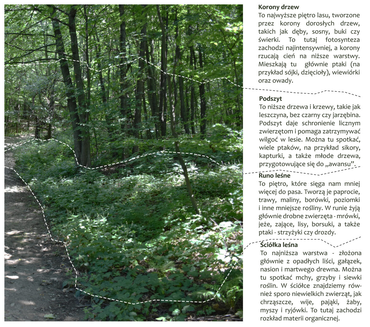 Park Miejski Pańska Góra