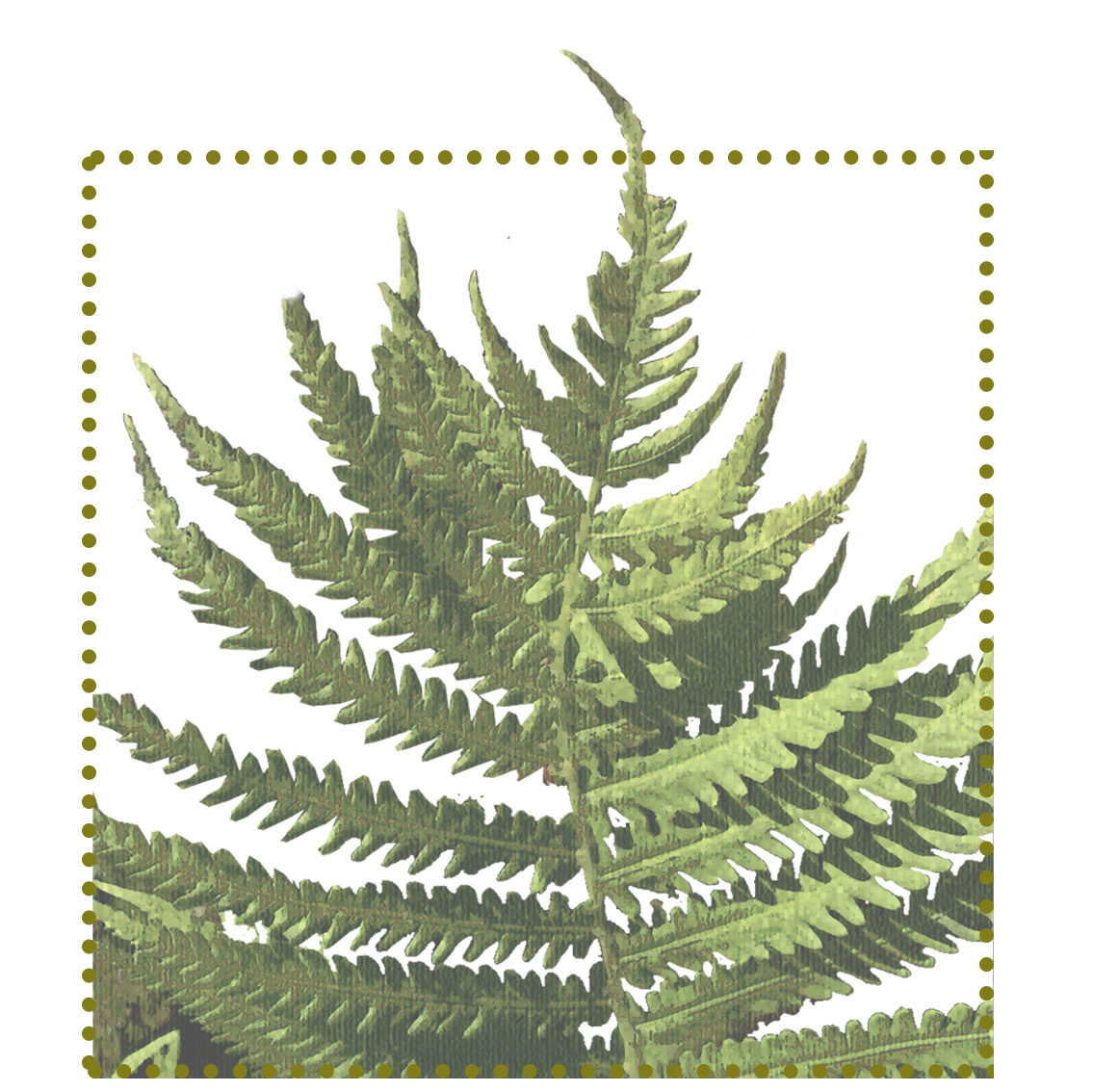 Paproć - pióropusznik strusi